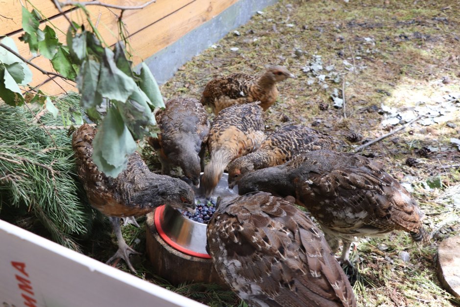 Глухарка с глухарятами