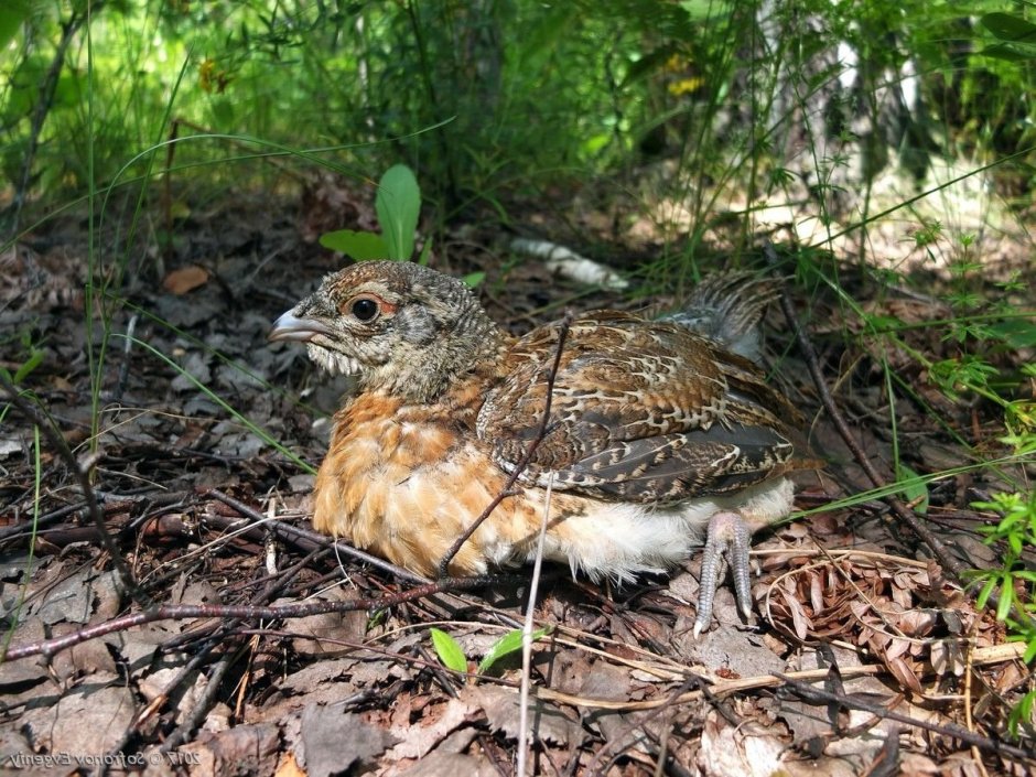 Глухарь (Tetrao urogallus) птенец