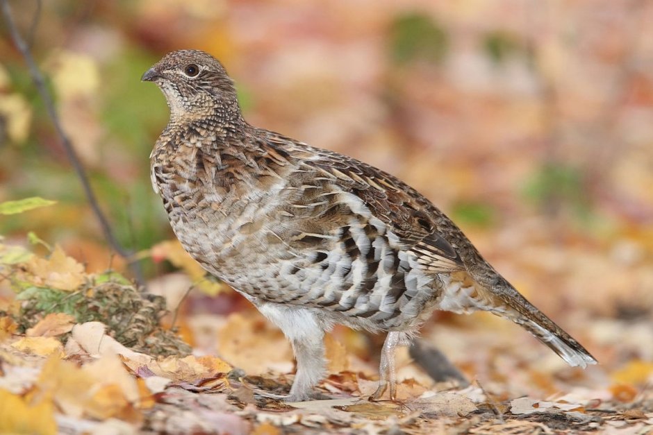 Рябчик самка