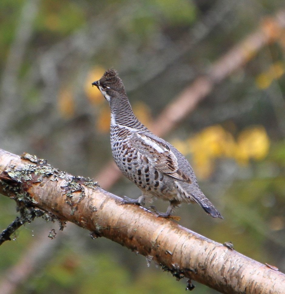 Глухарь рябчик