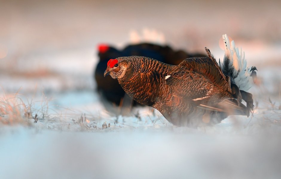 Куропёрый тетерев