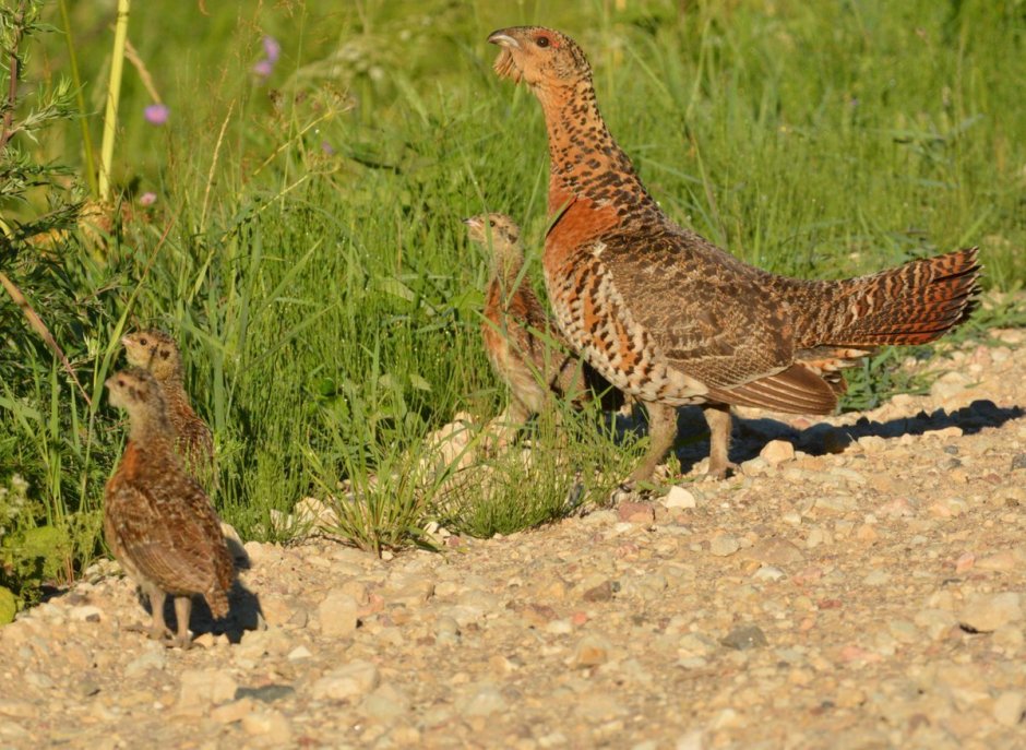 Самка глухаря Капалуха
