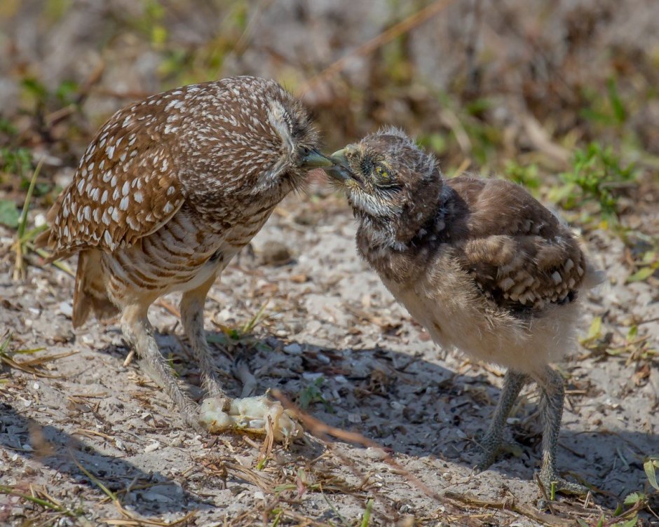 Рябчик птенцовая птица