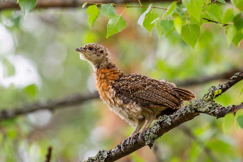 Глухарь Мошник