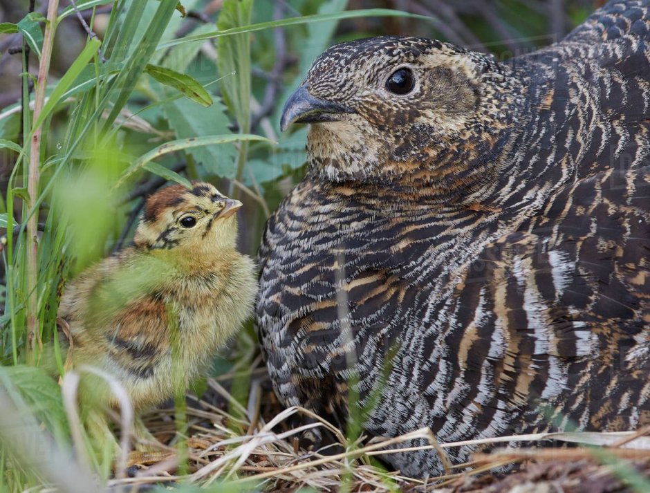 Птенцы тетерева косача