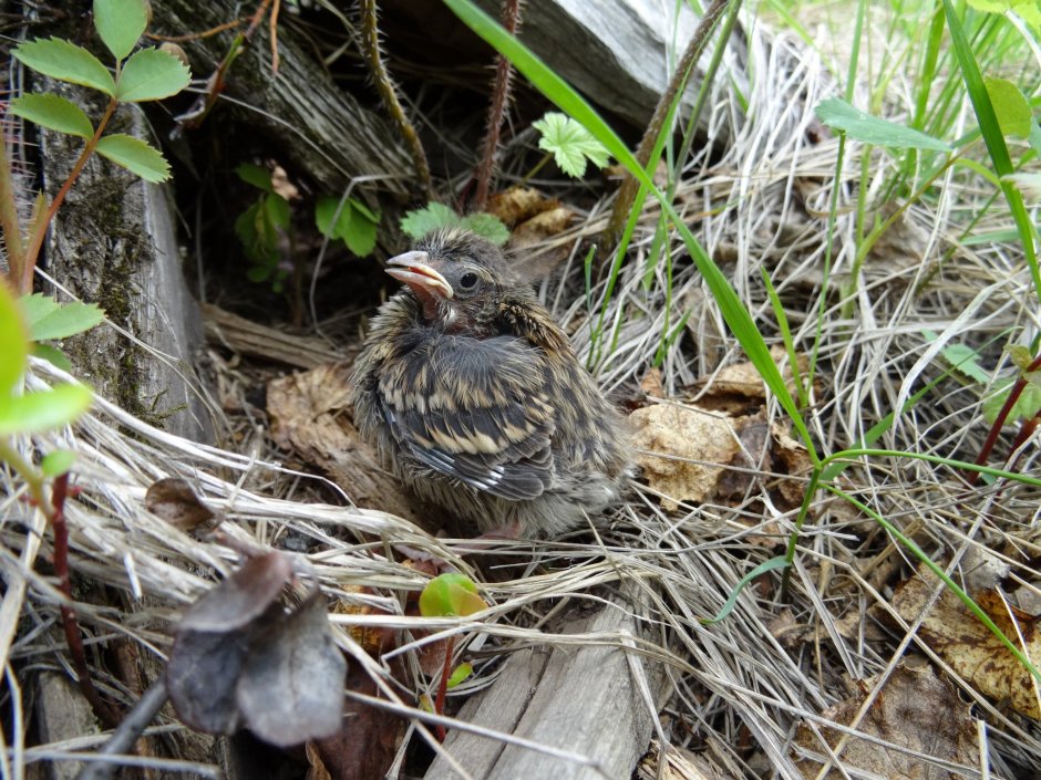 Птенцы тетерева в гнезде