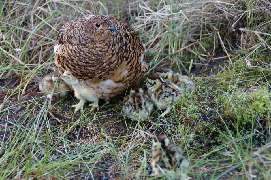 Серая куропатка гнездо