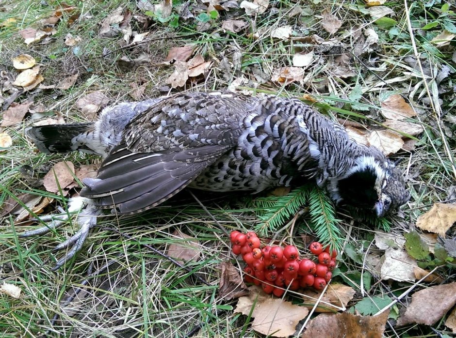 Глухарь рябчик