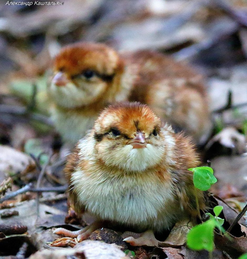 Птенец рябчика