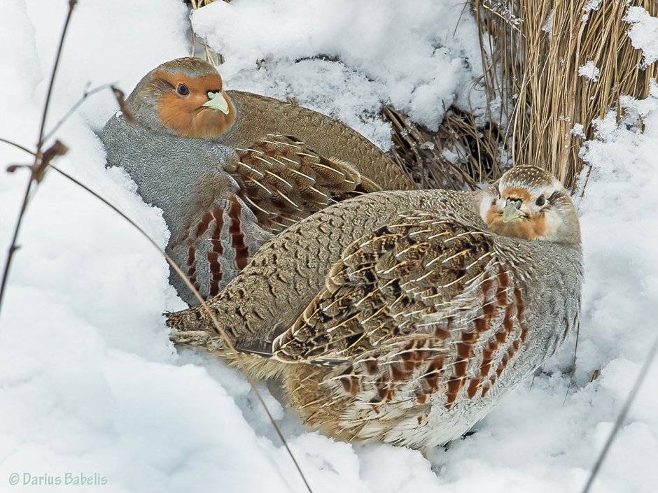 Гнездо тетерева