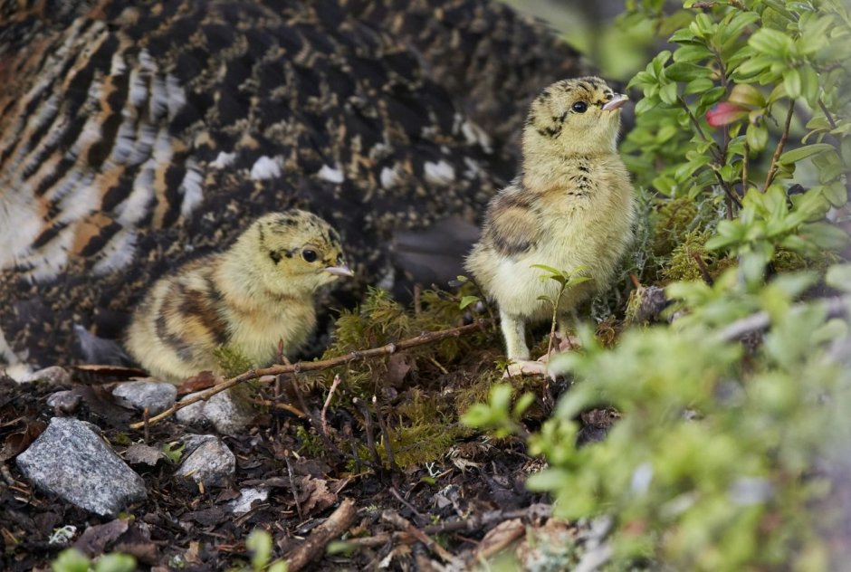 Серая куропатка с птенцами