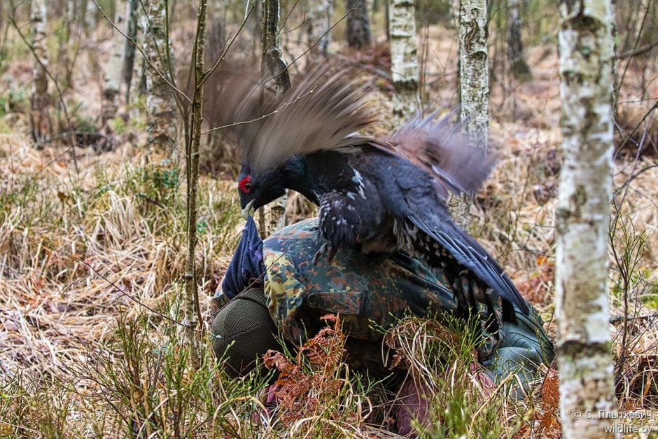 Гнездо глухаря в лесу