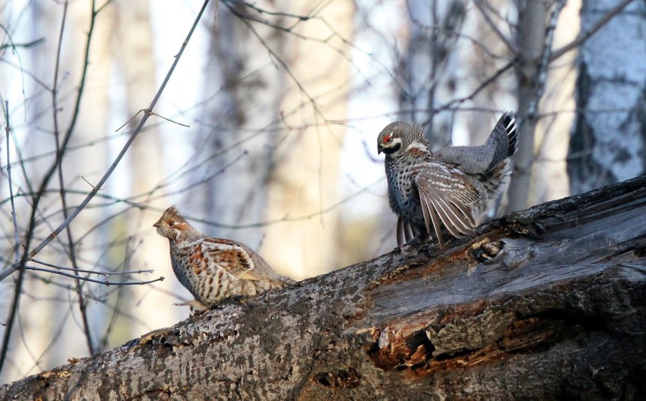 Глухарь рябчик