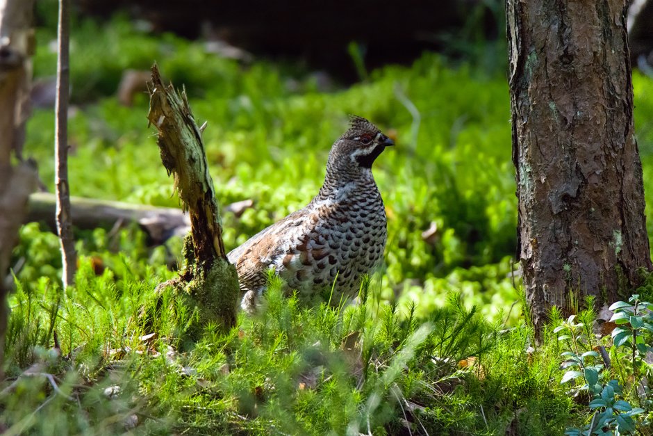 Глухарь тетерев фазан