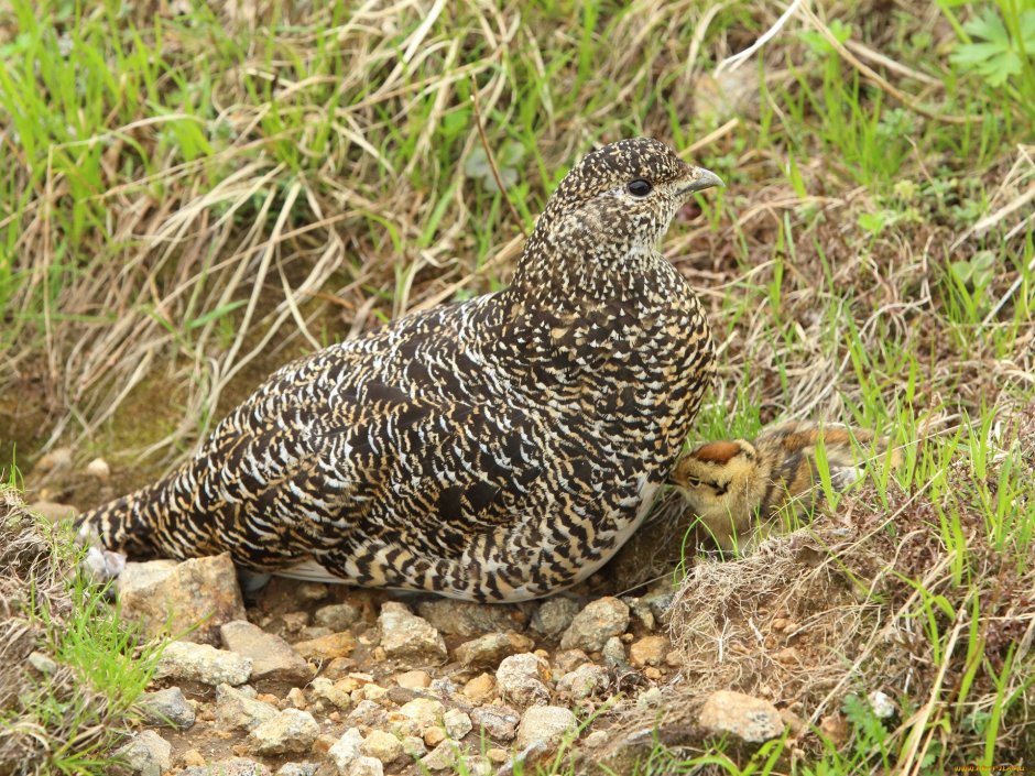 Рябчик куропатка Перепелка