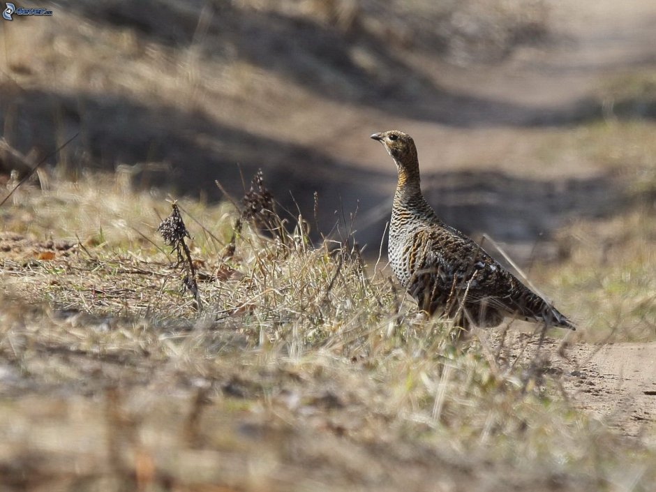 Серая куропатка с птенцами