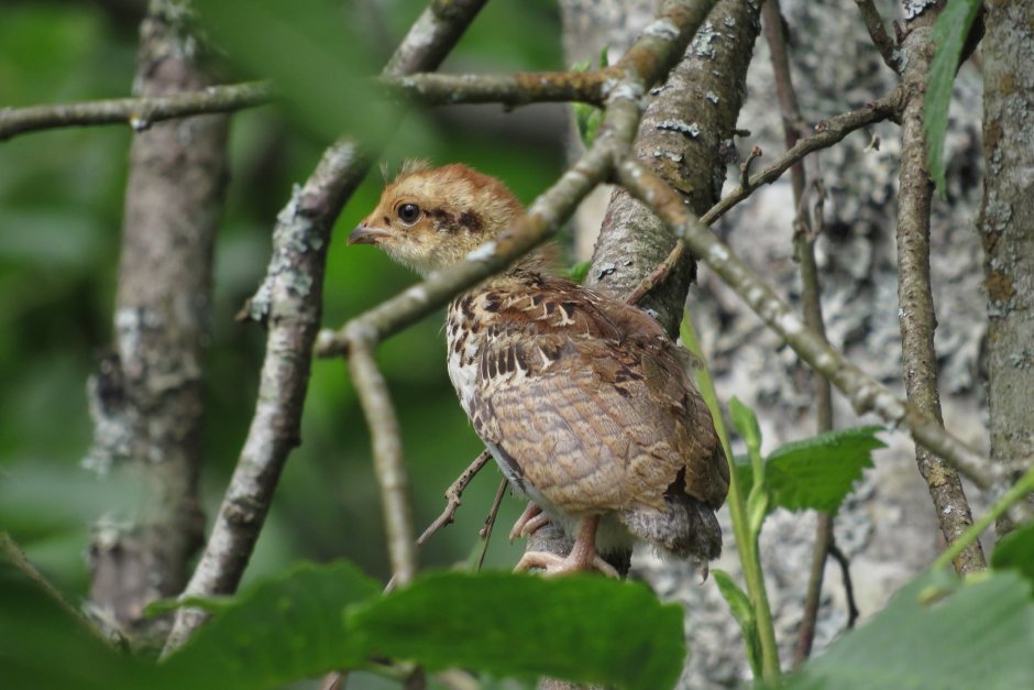 Сообщение о Глухарке