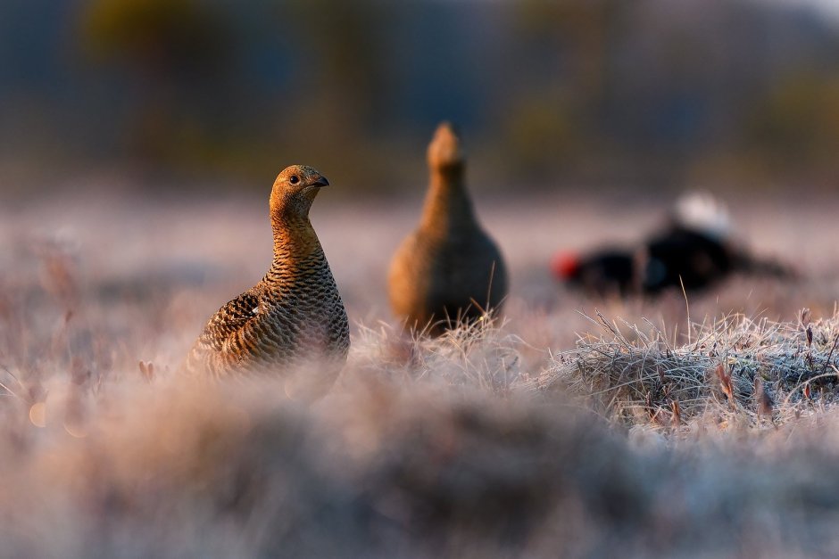 Тетерка с птенцами