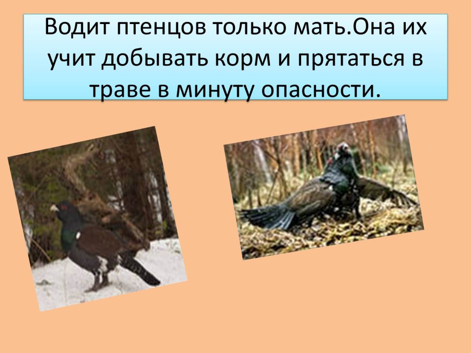 Птенец ястреба тетеревятника