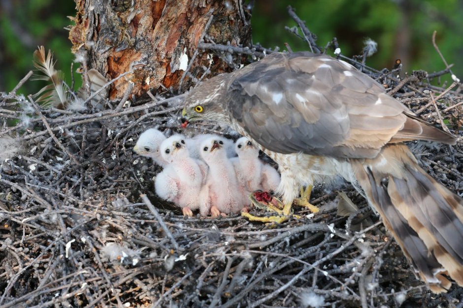 Воронье гнездо с птенцами