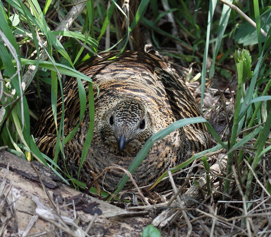 Тетерка с птенцами