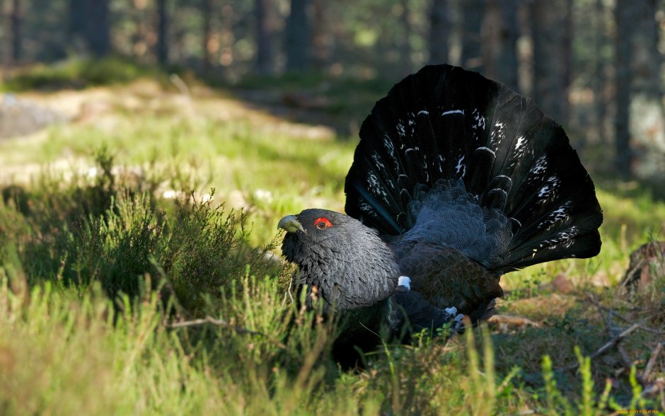 Самка глухаря Капалуха