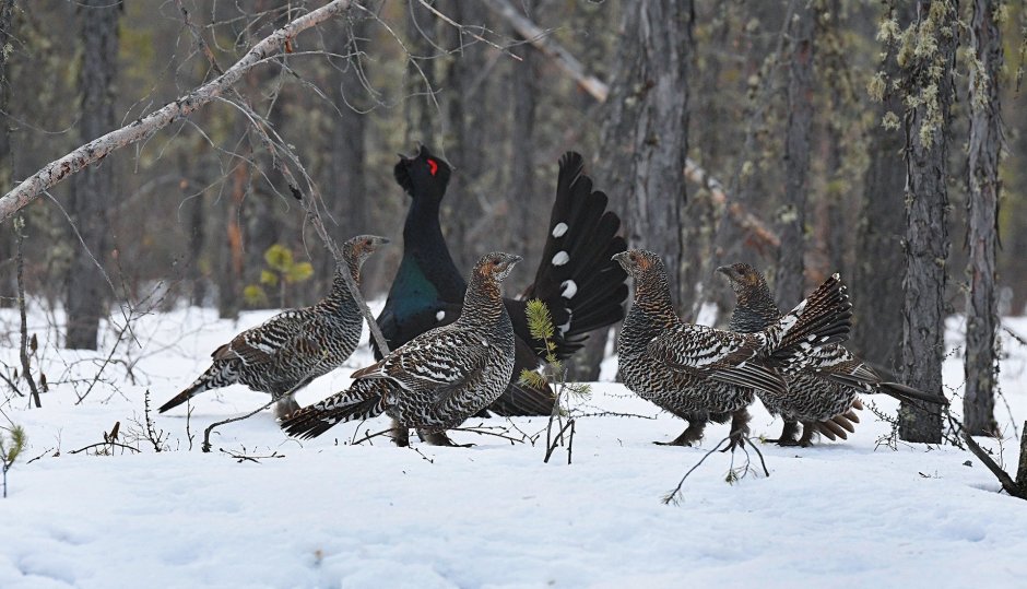 Тетерев, Глухарь, куропатка