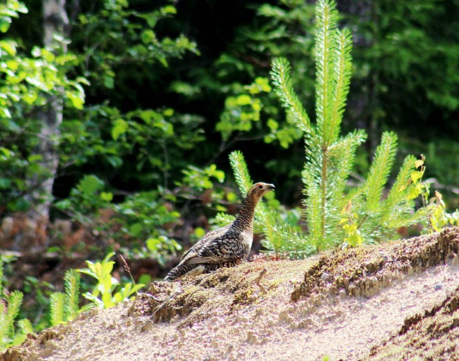 Гнездо куропатки