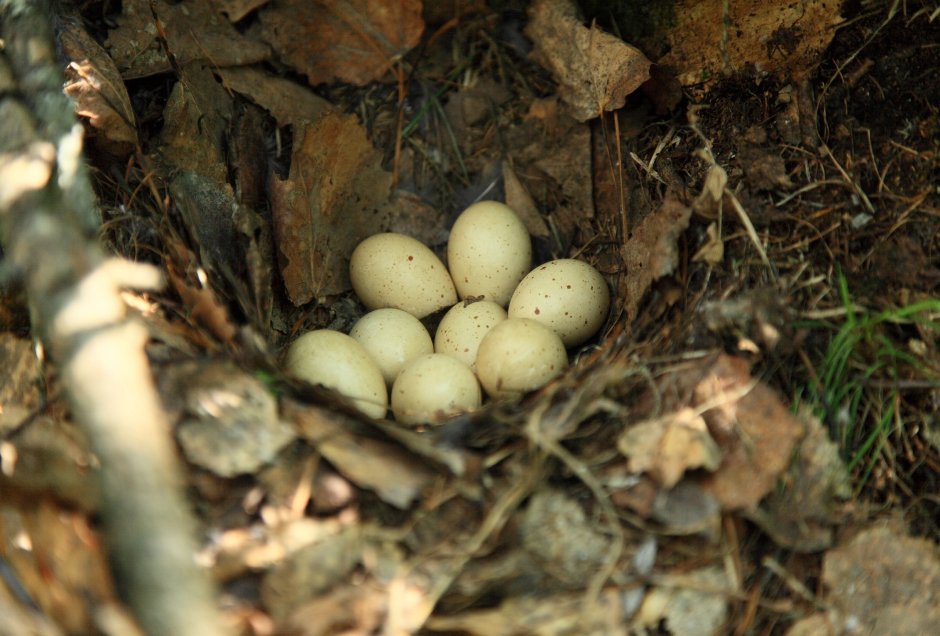 Шалфейный тетерев птенцы