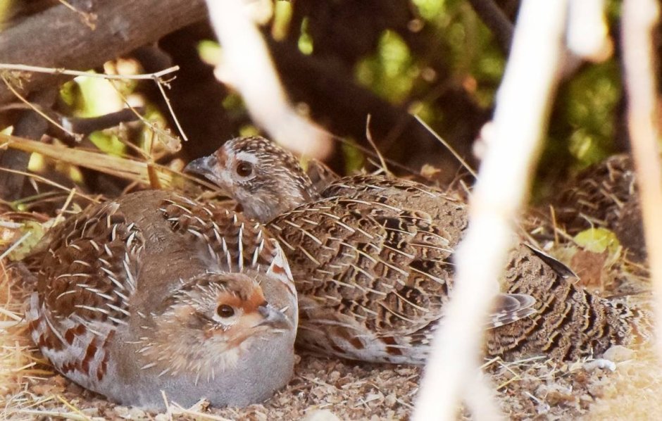 Валдайский национальный парк рябчики