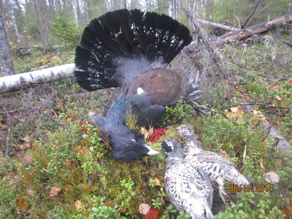 Глухарка Капалуха