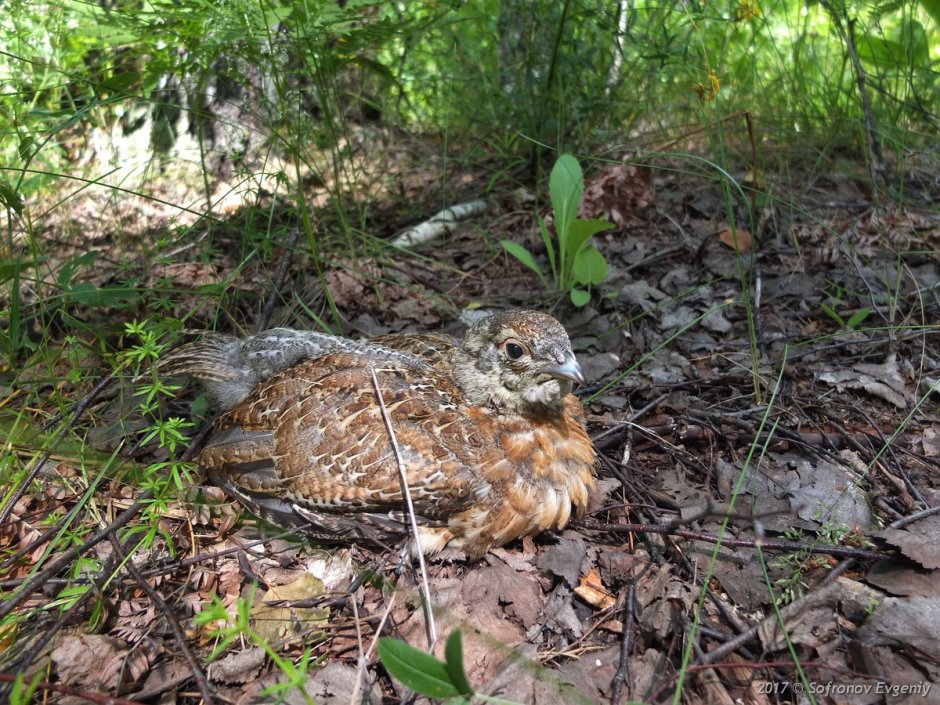Гнездо белой куропатки