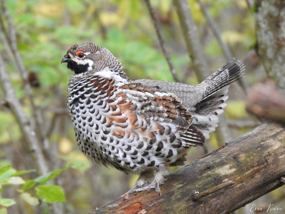 Белая куропатка с птенцами