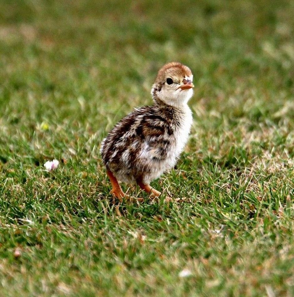 Тетерев птица самка