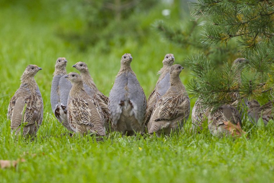 Гриб Глухарь