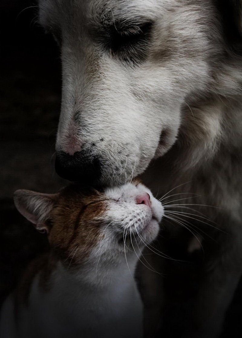 Нежность животные