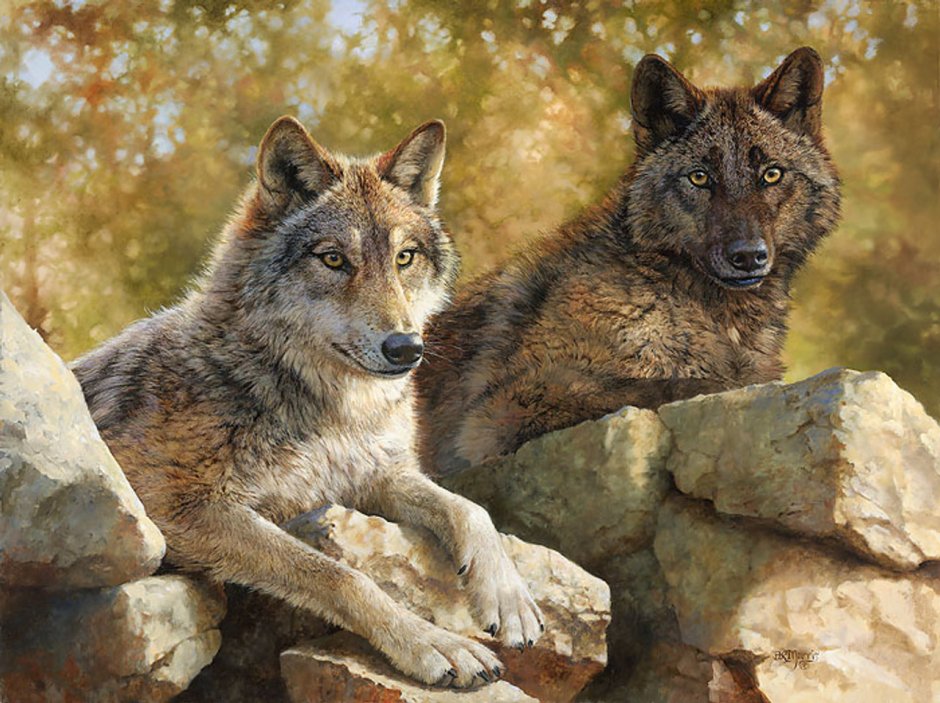 Волк в ночи