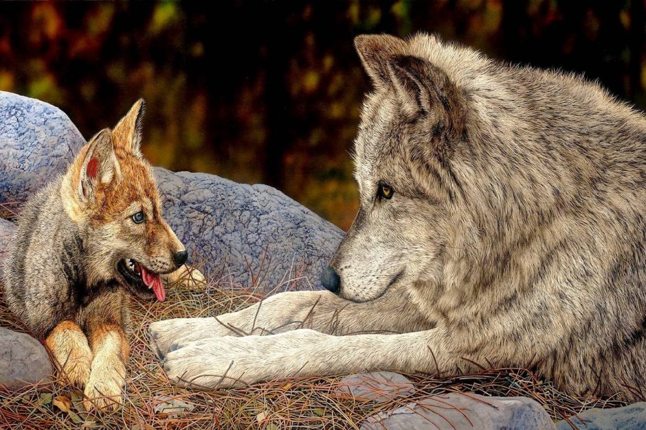 Волк с волчатами