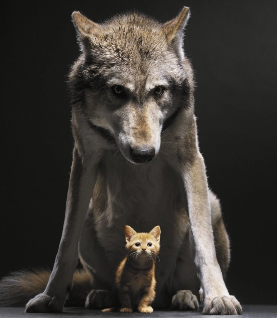 Волк и котенок