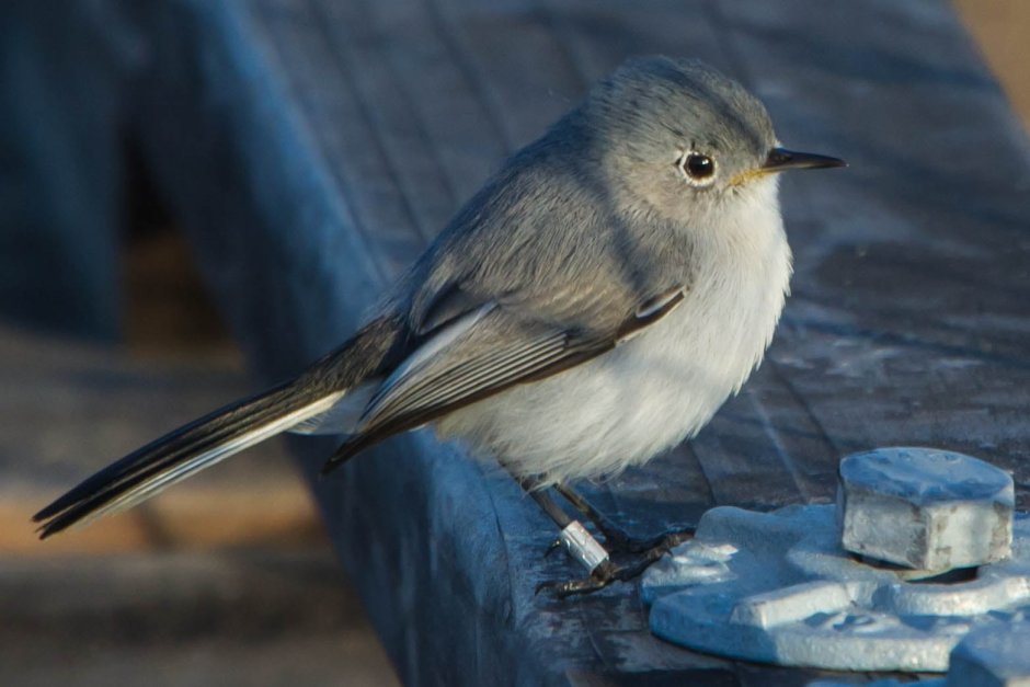 Blue-Gray Gnatcatcher (Polioptila caerulea)