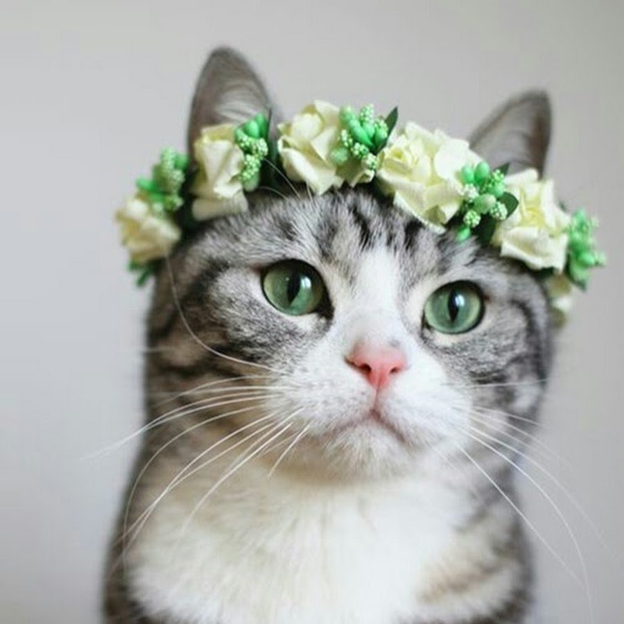Кошка с венком на голове