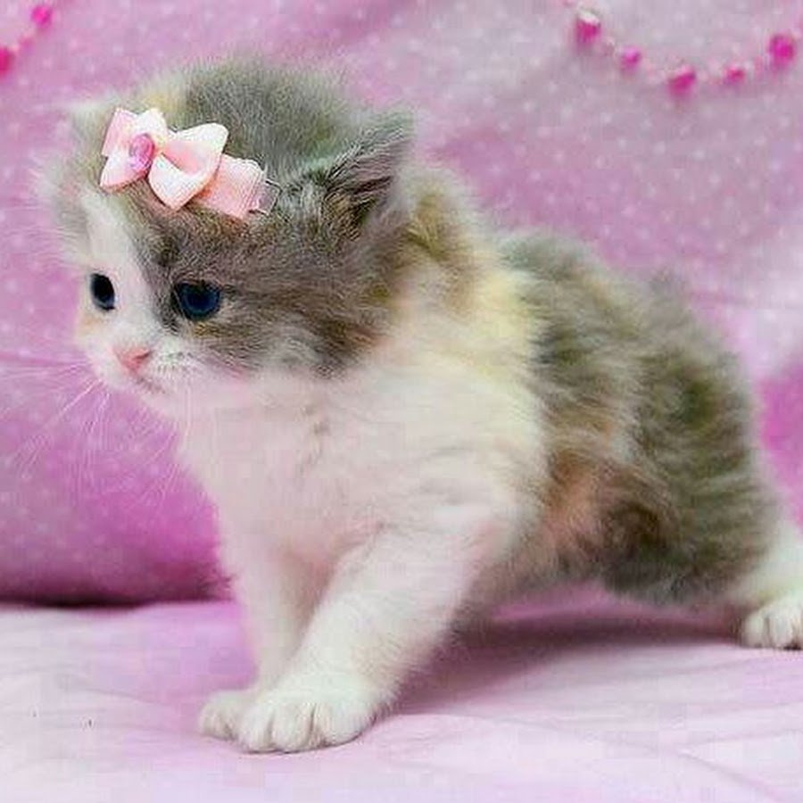 Котенок с розовым бантиком