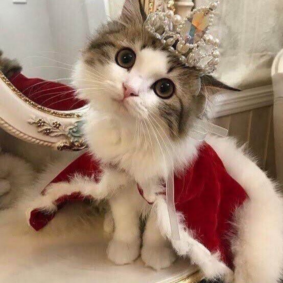 Красивые прикольные коты