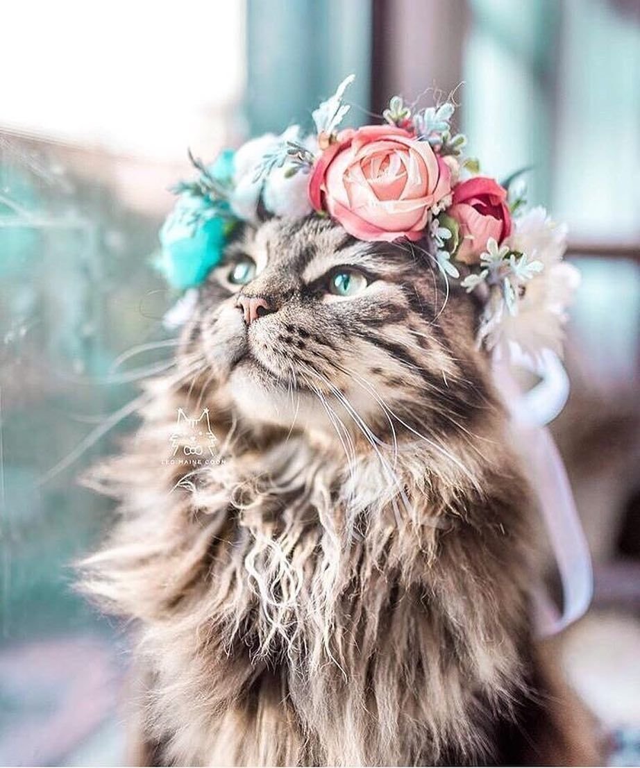 Кошка с венком на голове