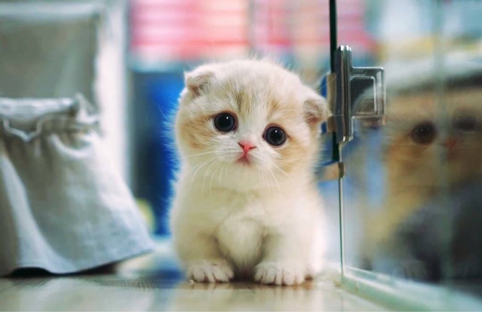 Очень милые котята до слёз