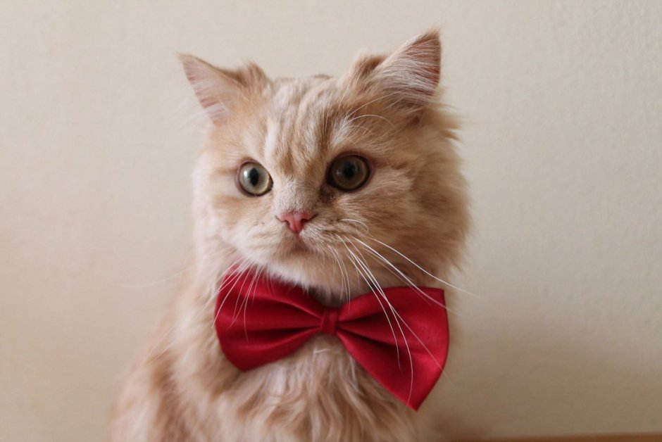 Кошечка с бантиком