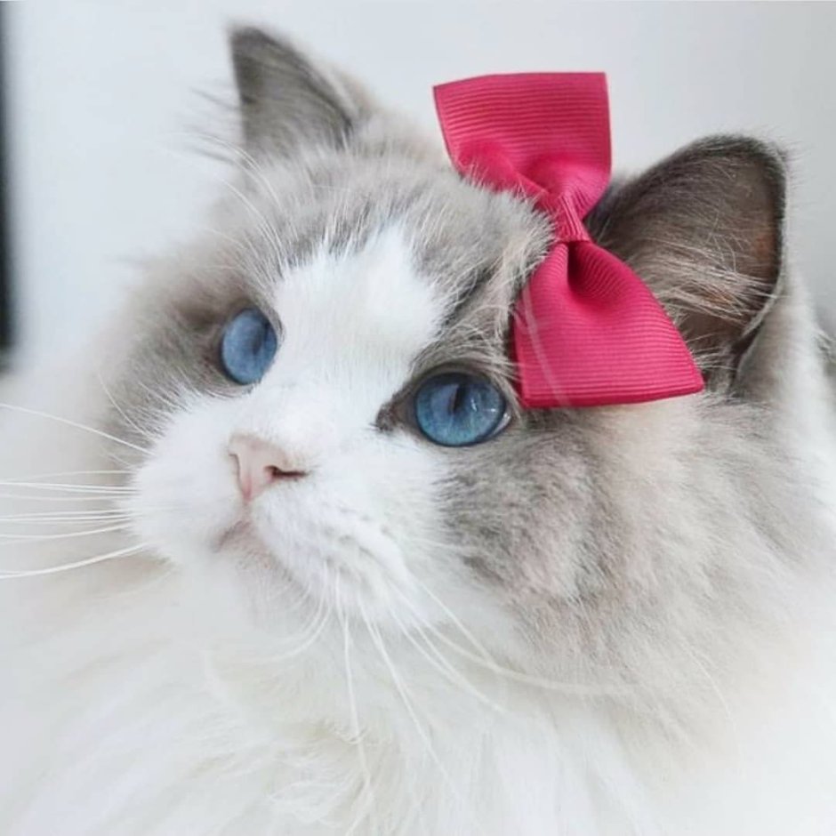 Аврора принцесса Рэгдолл