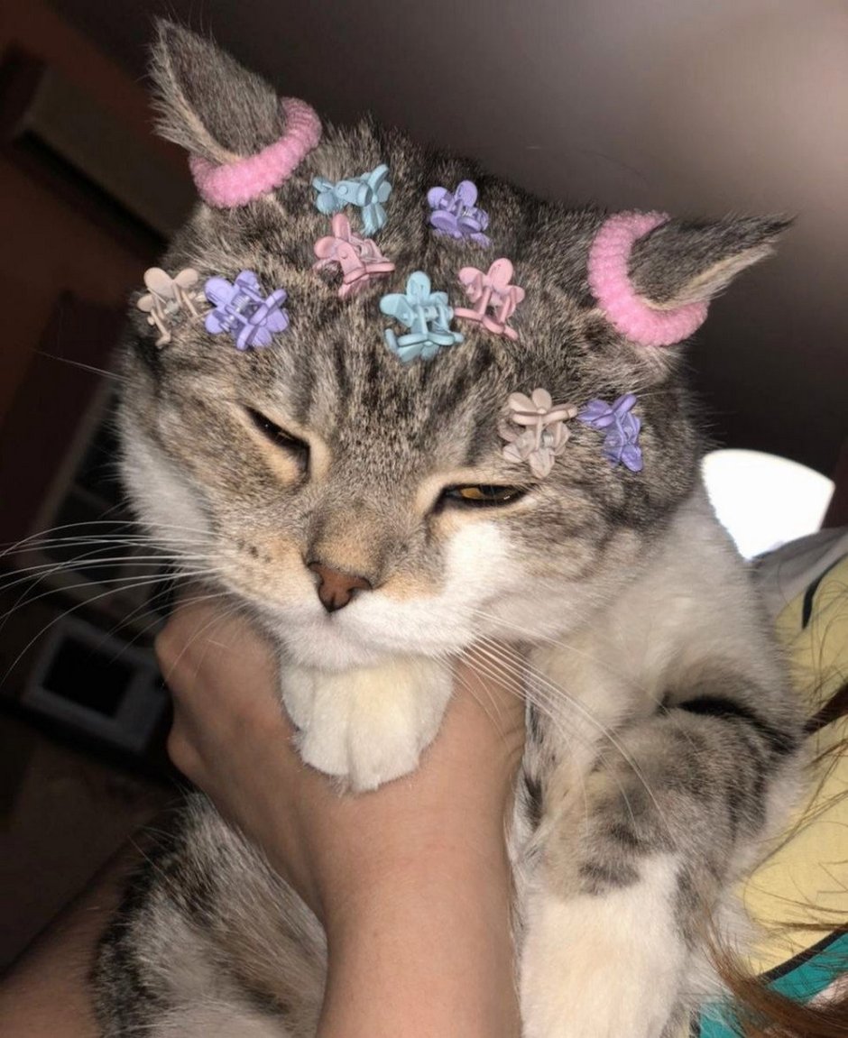 Котик с заколочкой