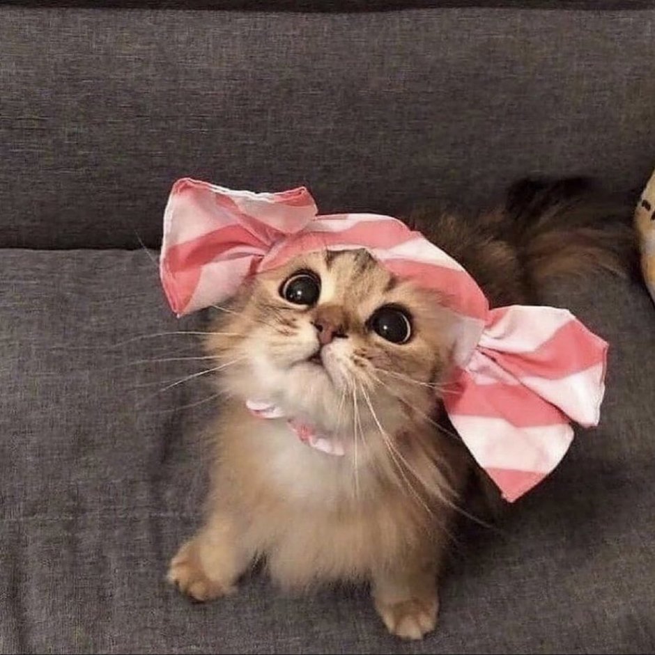 Котенок с бантиком