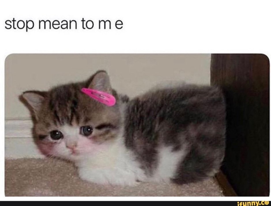 Коты маленькие мемы